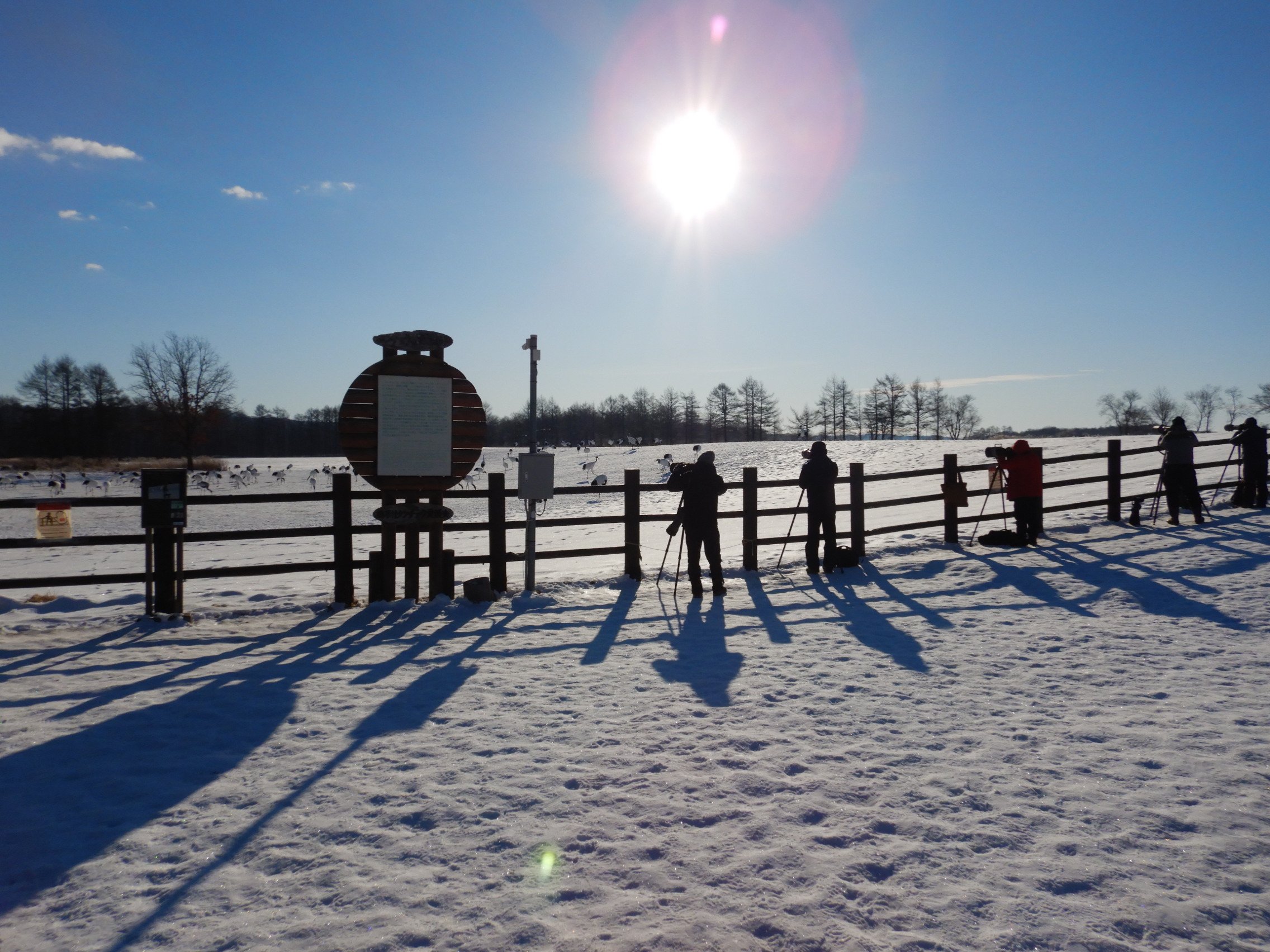 🦢 일본 야조회 츠루이·이토 두루미 보호구역 (니혼야초노카이 츠루이·이토 탄초 생추어리) 이미지 6
